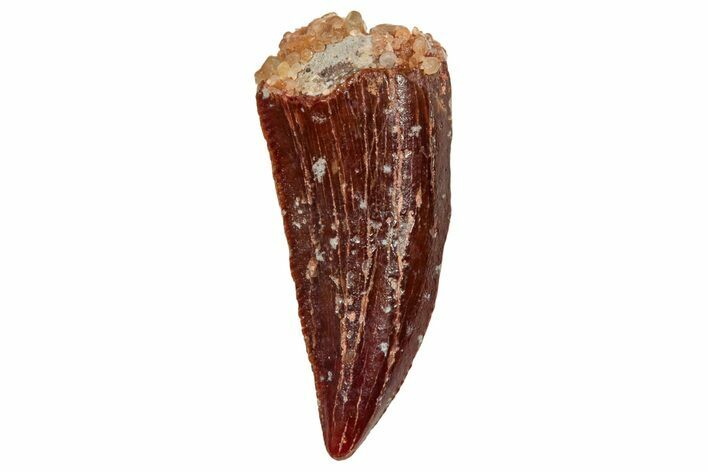 Raptor Tooth - Real Dinosaur Tooth #247050